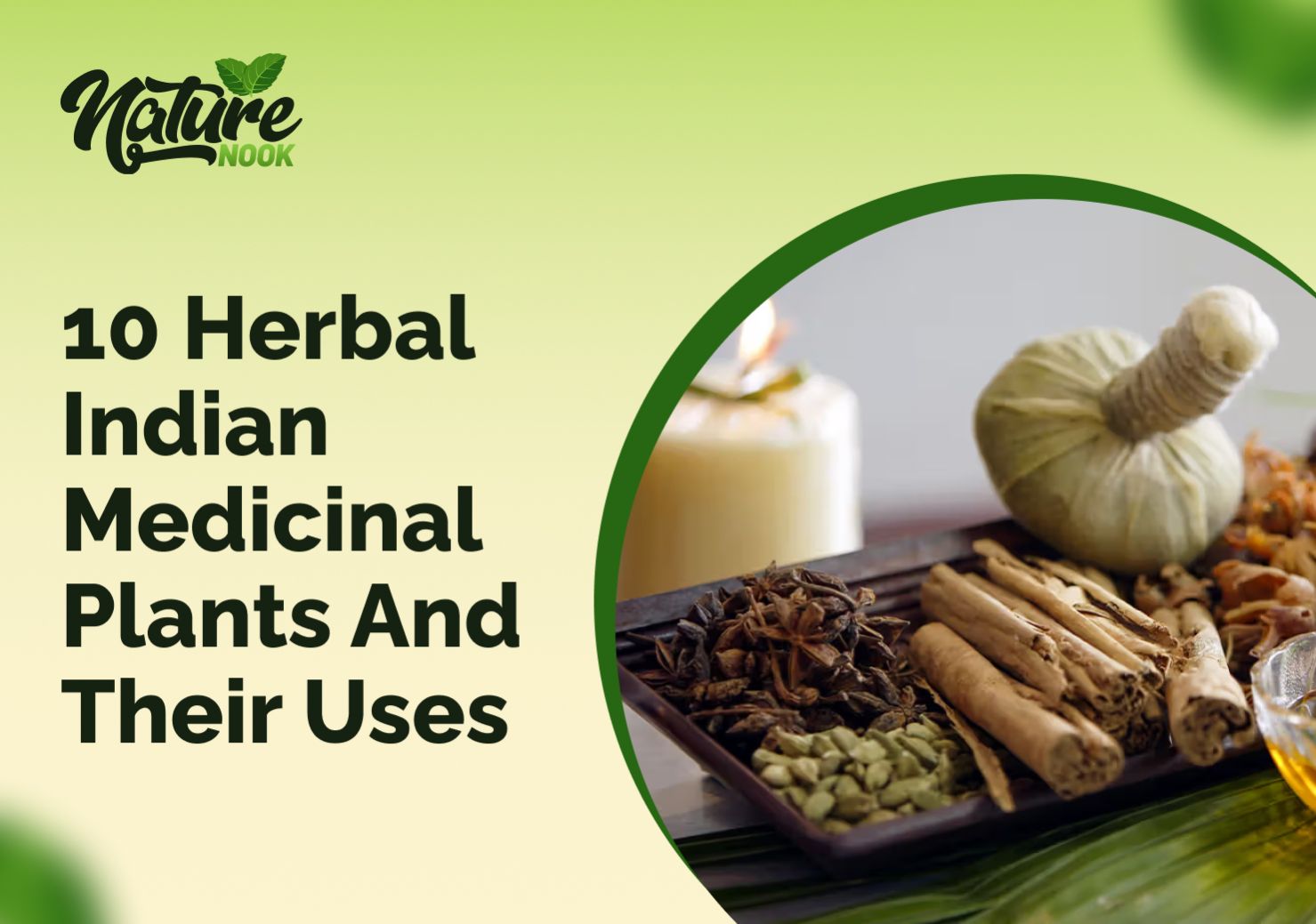 10 Best Indian Medicinal Plants and Their Uses